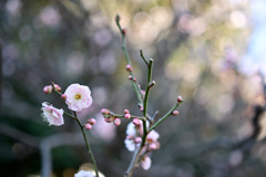 大船フラワーセンター【早咲きの梅：内裏】①20260125