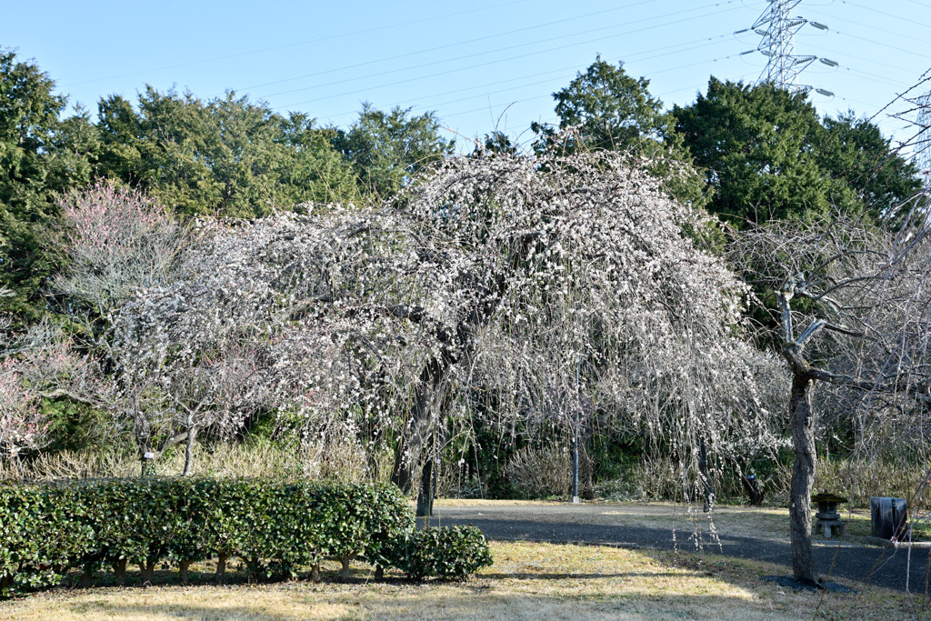 小田原フラワーガーデン【梅の花：淡路枝垂】20260130