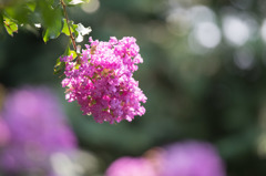 【大船植物園(百日紅：ディア・パープル)】①20150802