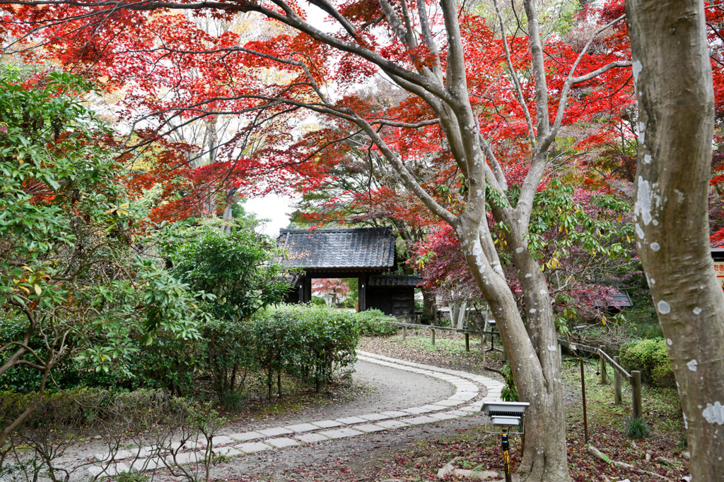 薬師池公園【薬医門】20251119