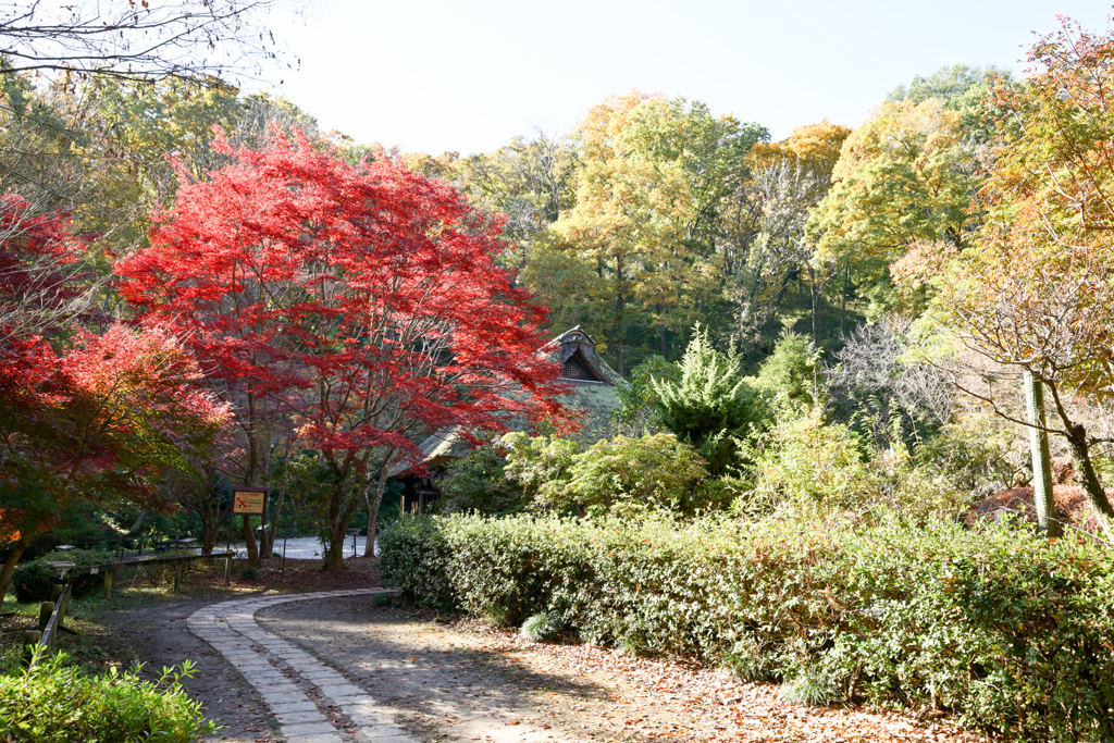 薬師池公園【旧荻野家入口の紅葉】①20241130