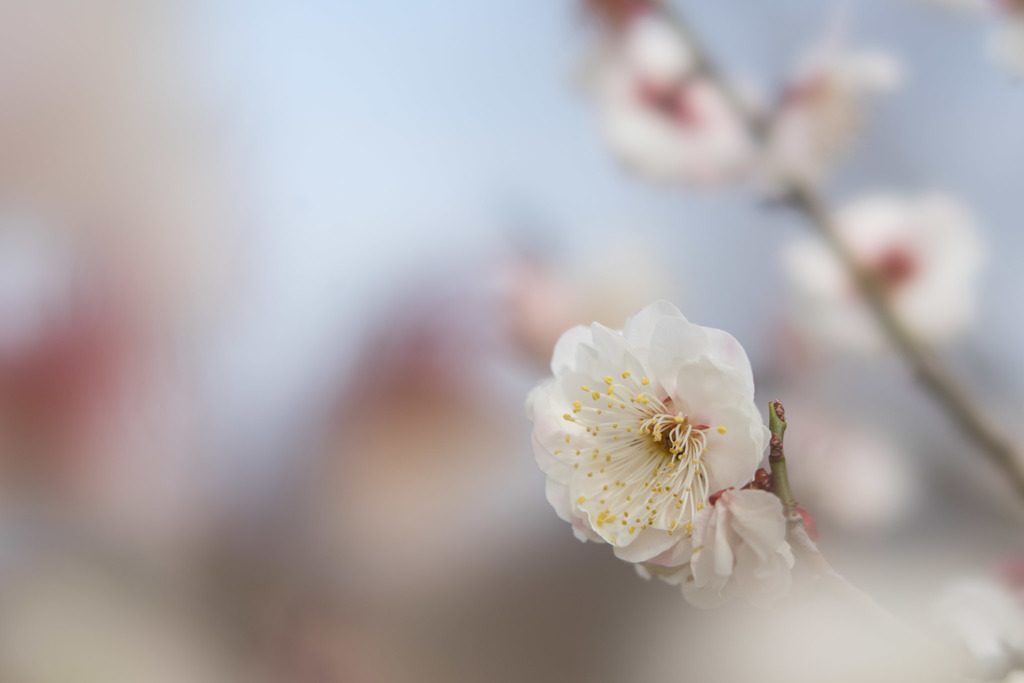 小田原FG【梅：鶯宿梅】②20190210