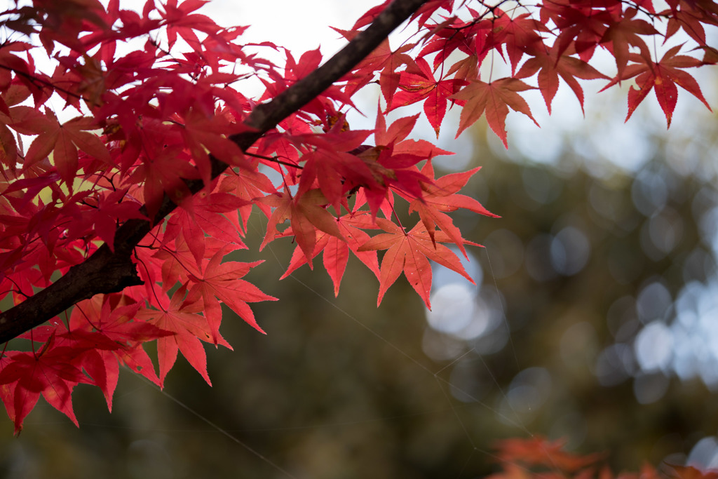 【昭和記念公園(紅葉ピックアップ)】③20151115