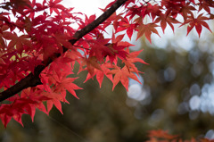 【昭和記念公園(紅葉ピックアップ)】③20151115