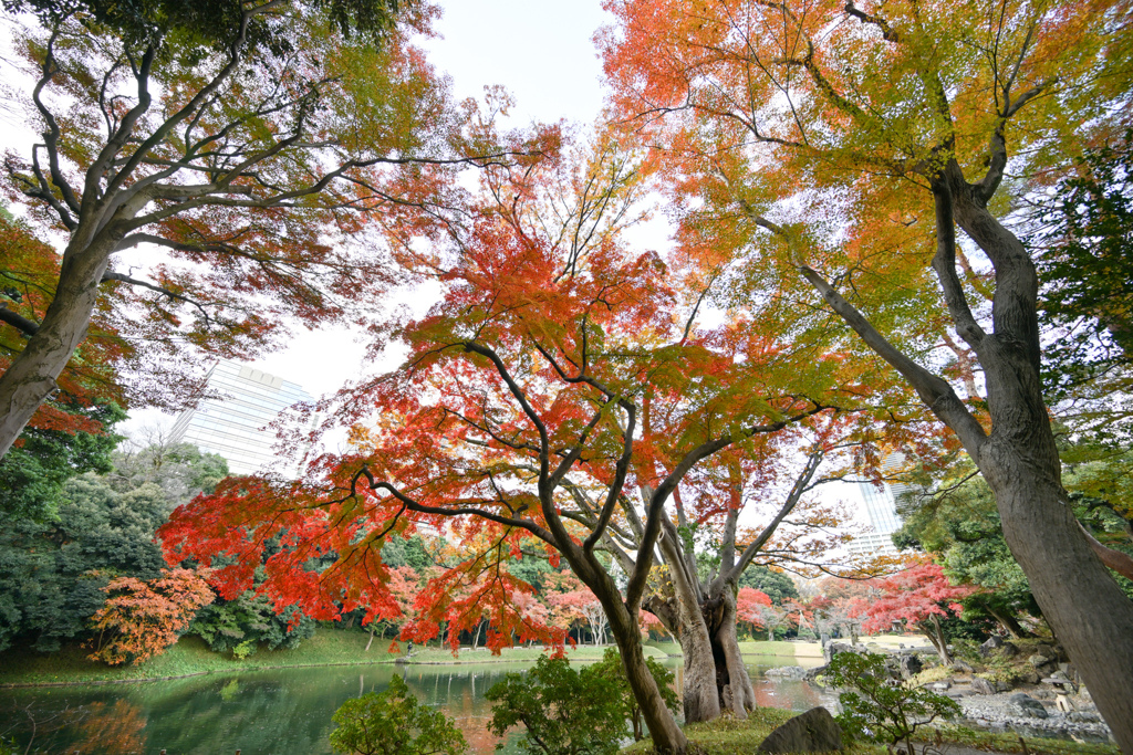 小石川後楽園【舟着付近の紅葉】①20241202