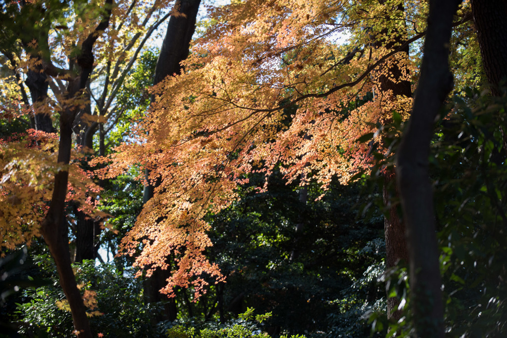 新宿御苑【下の池付近の紅葉】④20171209