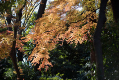 新宿御苑【下の池付近の紅葉】④20171209