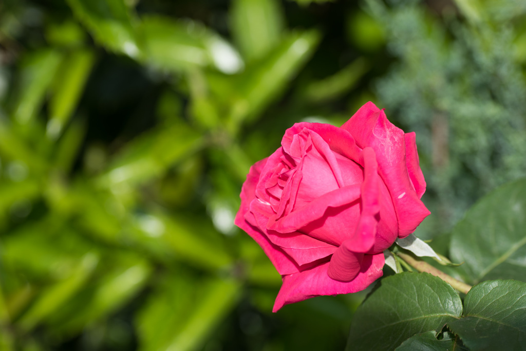 【庭の花(バラ)】20150429
