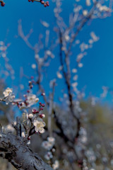 神代植物公園【梅：冬至】④20190126