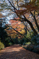 新宿御苑【下の池付近の紅葉】②20171209