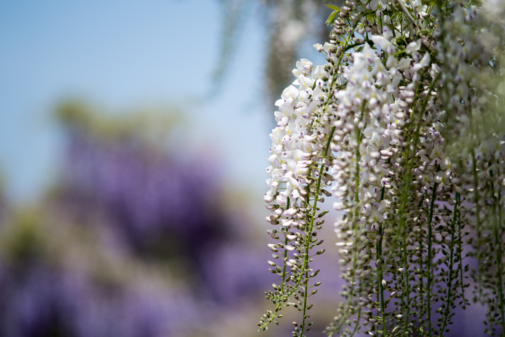 大船フラワーセンター【藤の花：白系】④20220423