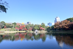 都内紅葉巡り【小石川後楽園：大泉水】20251128