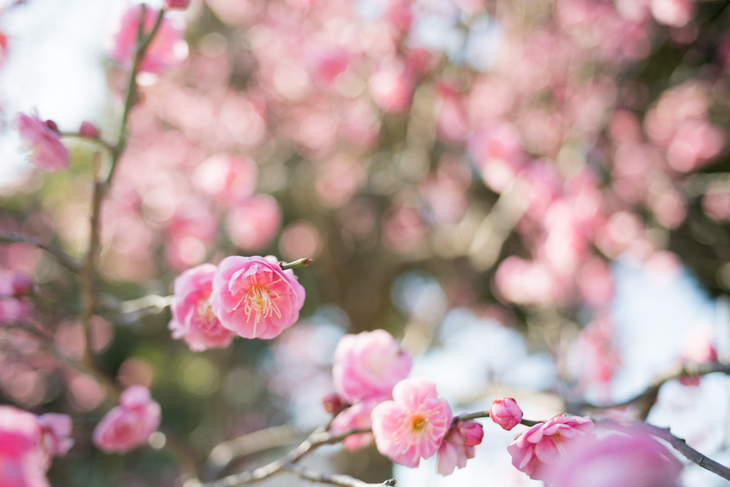 大船フラワーセンター【梅の花：八重寒紅】20210206