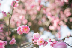 大船フラワーセンター【梅の花：八重寒紅】20210206