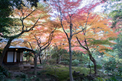 【旧古河庭園の紅葉】③20181201