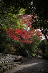 【ささぶねの道(紅葉)】①20151121