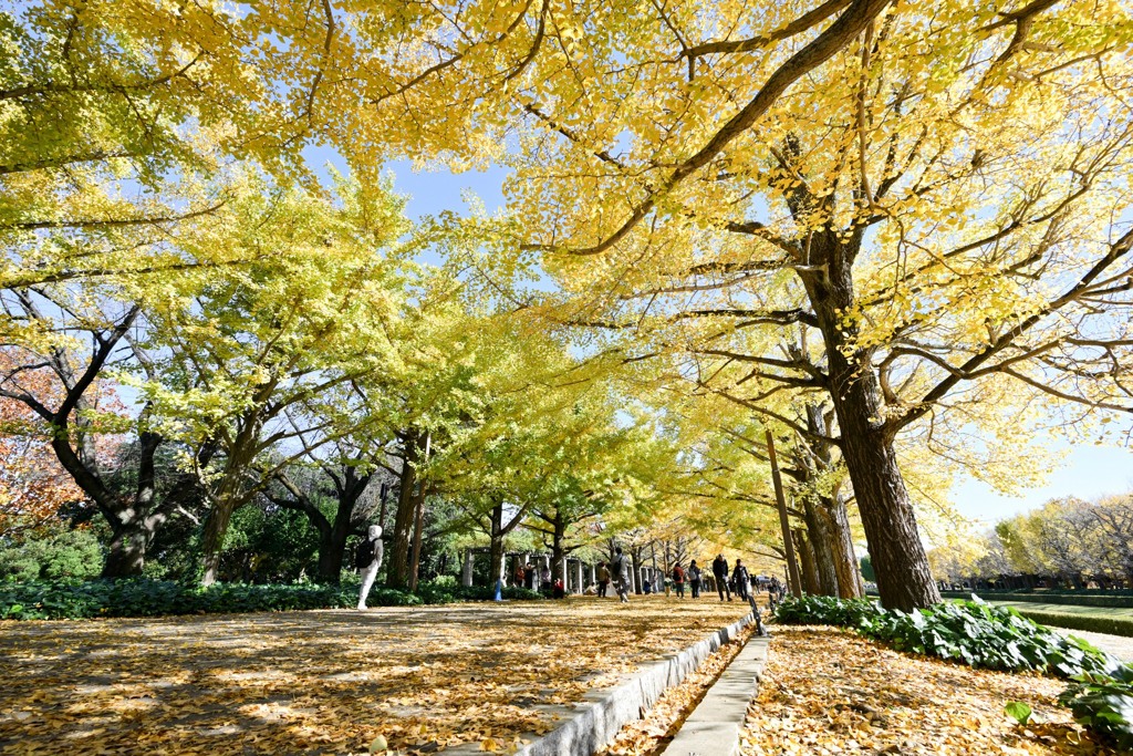 昭和記念公園【カナールの様子】③20241119