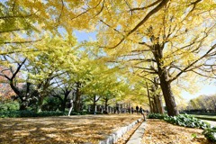 昭和記念公園【カナールの様子】③20241119