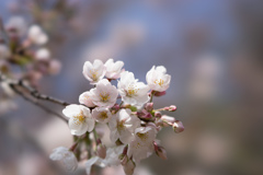 新宿御苑【桜：染井吉野】⑥20170402