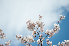 新宿御苑【桜：高遠小彼岸】④20170402