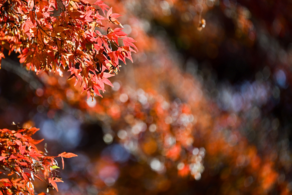 神代植物公園【かえで園(紅葉のアップ)】③20251130