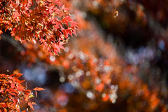 神代植物公園【かえで園(紅葉のアップ)】③20251130
