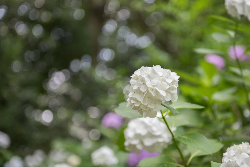 【浄慶寺(白色の紫陽花)】①20160612