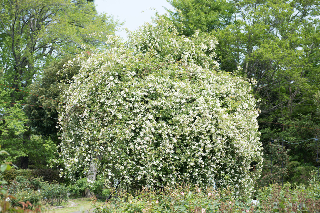 【大船植物園(白色のモッコウバラ)】20160501
