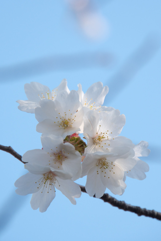 近所のサクラ【テリタビーズ公園：たぶん山桜】②20200408