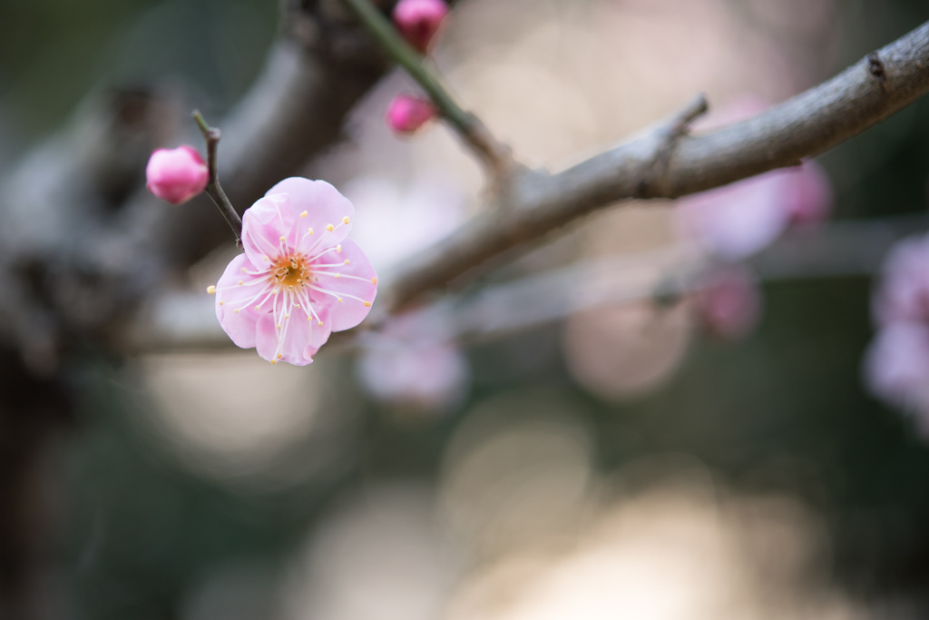 大船フラワーセンター【梅の花：道知辺】20230205