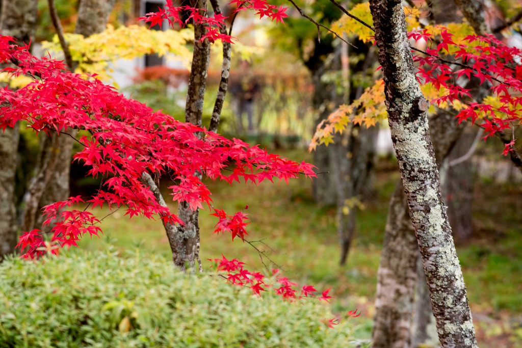 【紅葉(山中湖)】④20151101