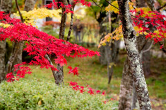 【紅葉(山中湖)】④20151101
