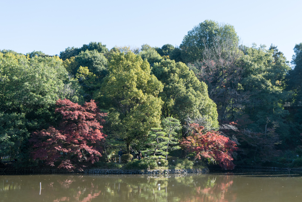 薬師池公園【薬師池と紅葉】③20231119