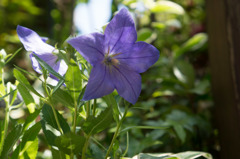 【庭に咲く花(キキョウ)】20150531