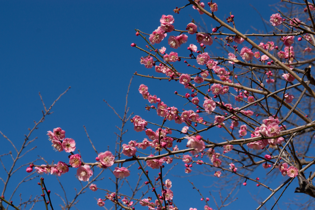 新宿御苑【梅】②20170204