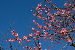 新宿御苑【梅】②20170204