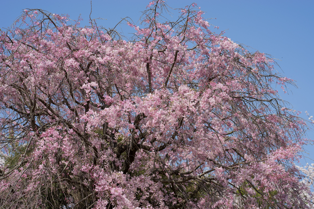 テリタビーズ公園【枝垂れ桜】②20170415