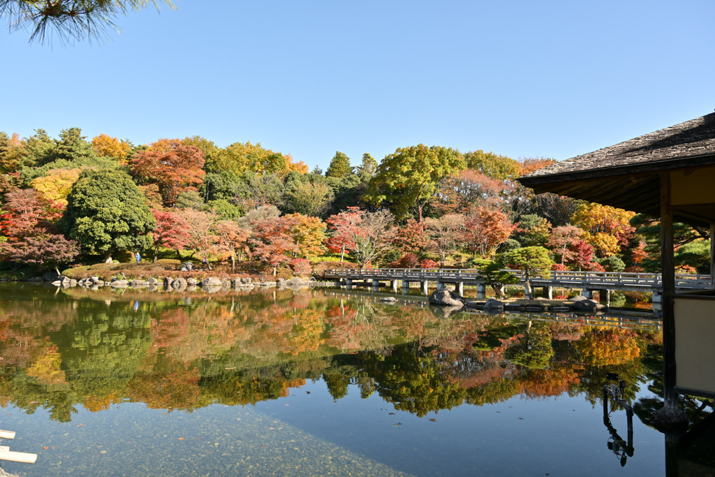 昭和記念公園【日本庭園の紅葉：陽昌・渡月橋付近の眺め】①20251117