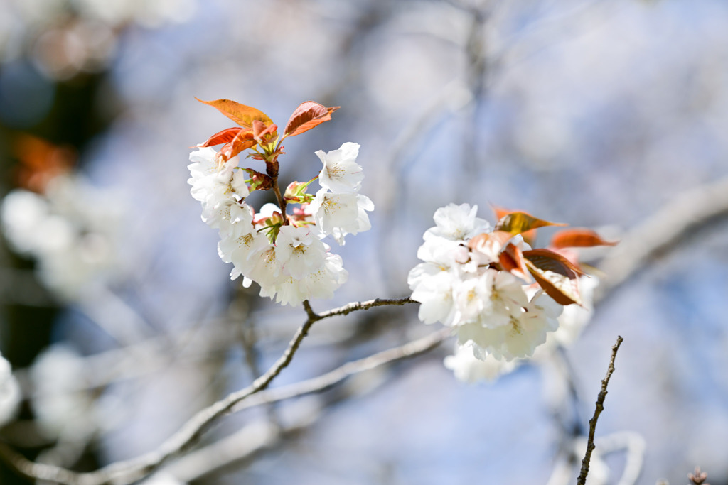 神代植物公園【サクラ：嵐山】20250404