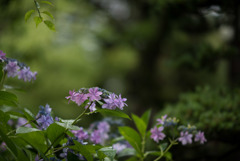 浄慶寺【紫陽花：ガクアジサイ】②20180616