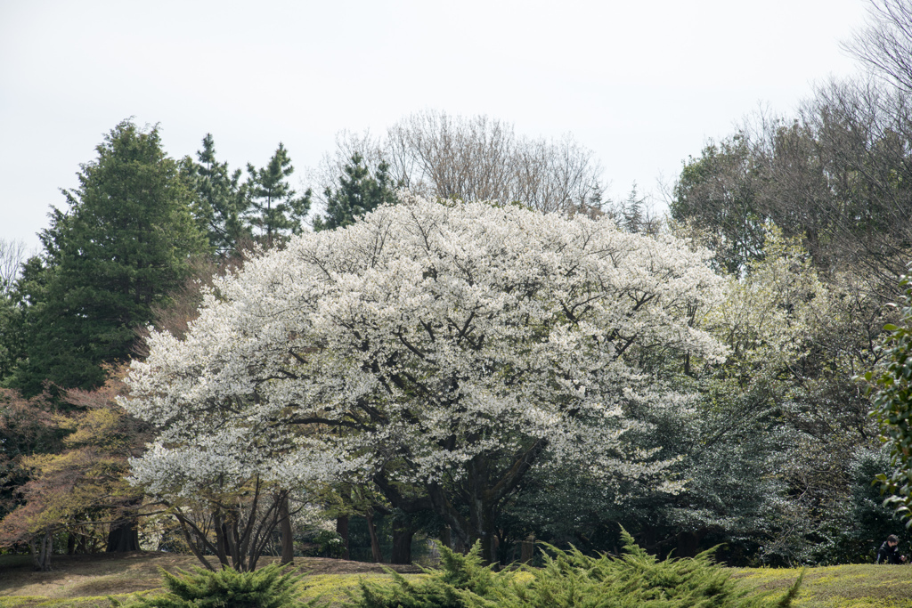 昭和記念公園【カナール付近：大島桜の巨木】20220402