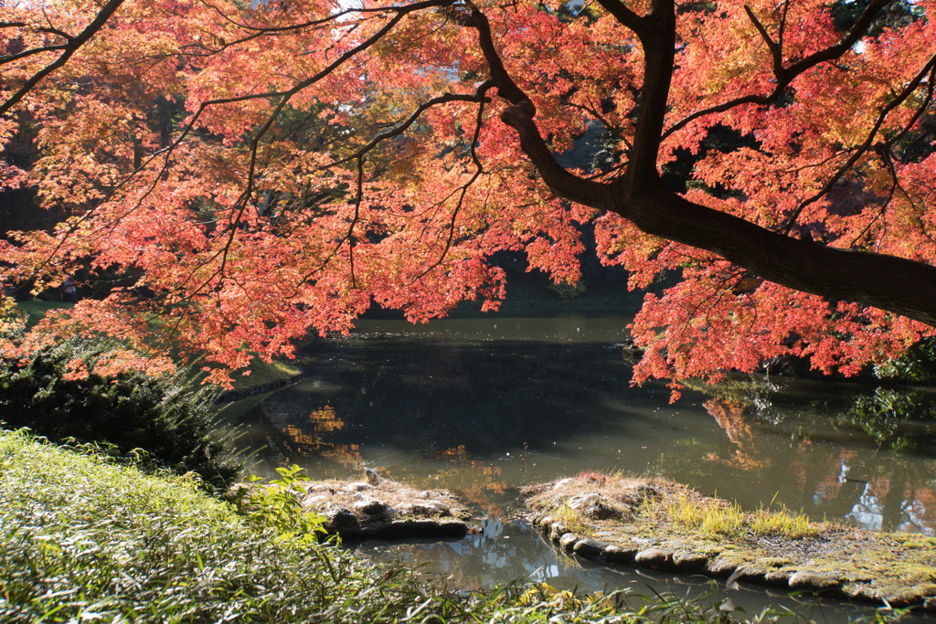 小石川後楽園【船着場付近の紅葉】①20171126