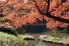 小石川後楽園【船着場付近の紅葉】①20171126