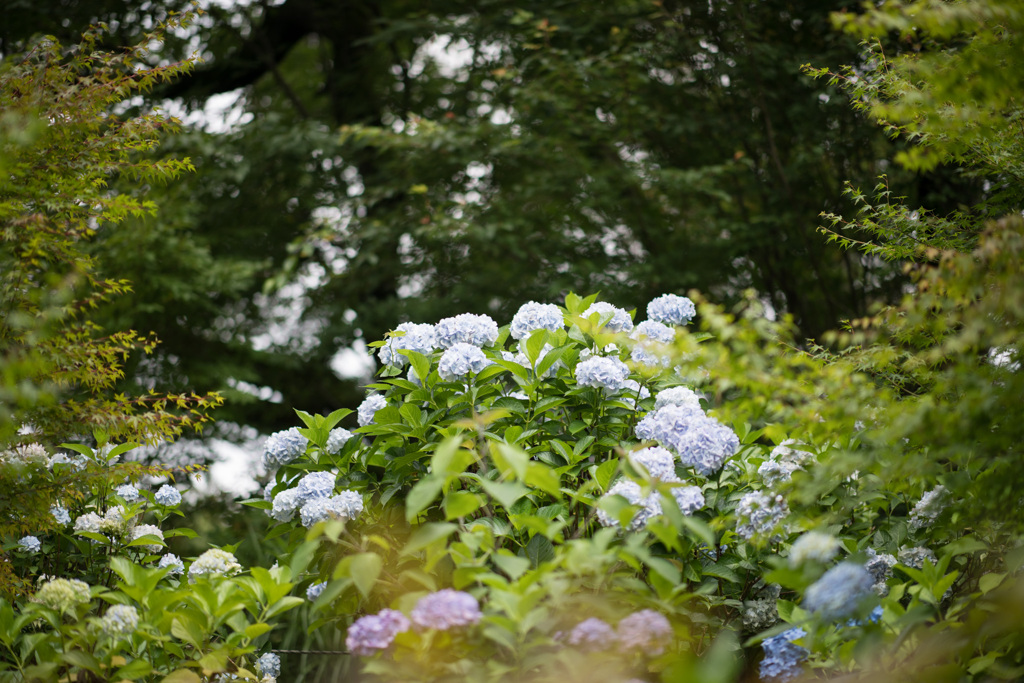 薬師池公園【紫陽花：アジサイ山周辺】②20210624