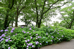 府中市郷土の森【あずまや北側(アジサイ)】①20250620
