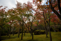 箱根美術館【庭園内の紅葉】①20181111