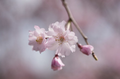 【昭和記念公園 (八重しだれ桜)】③20160409