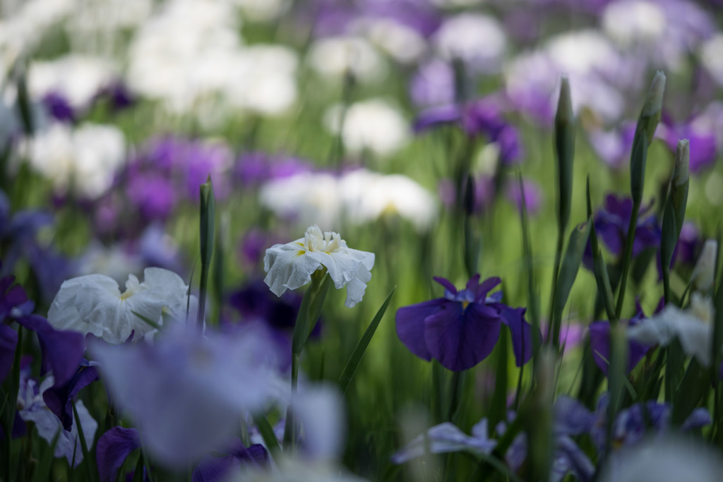 【正覚寺(花菖蒲)】①20160604