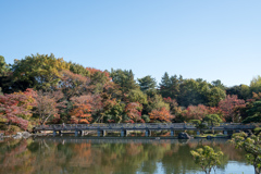 昭和記念公園【日本庭園：橋付近の紅葉】20221108