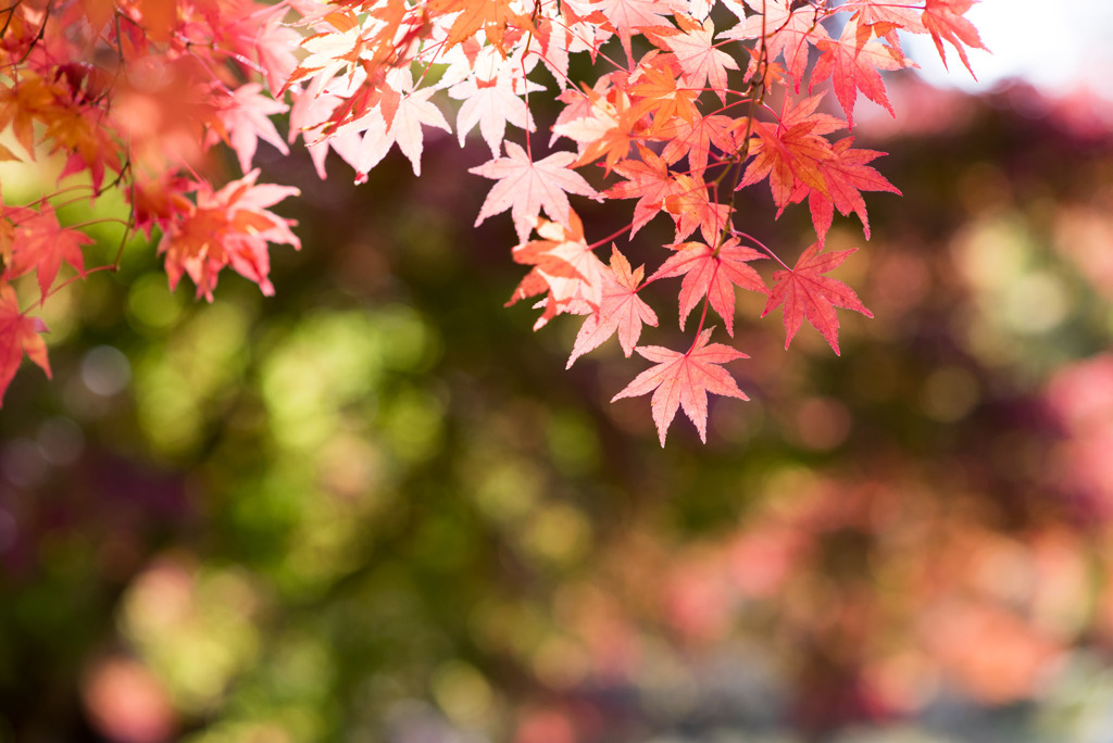 河口湖【紅葉】②20191117